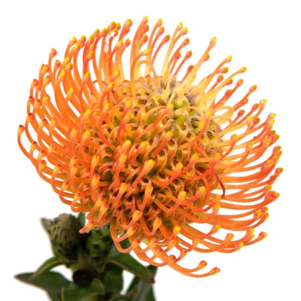 Vollsortiment Nadelprotea, orange -  1 Stück
